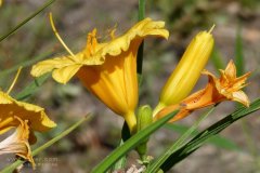 風(fēng)途科技：種植黃花菜需要什么氣候條件？